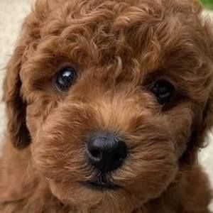 Meet your Posher, Cyndi